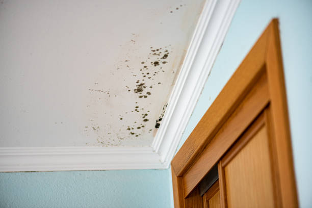 Best Kitchen Mold Remediation in Windsor, IL