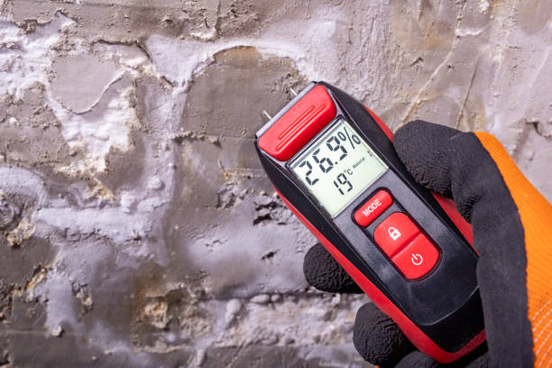 Best Commercial Mold Remediation in Windsor, IL
