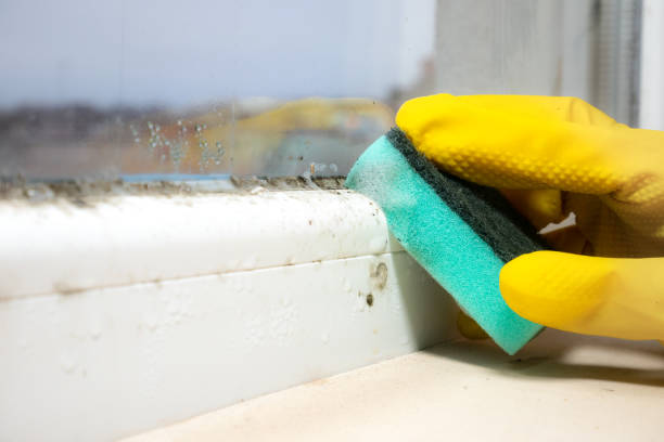 Best Post-Flood Mold Remediation in Windsor, IL