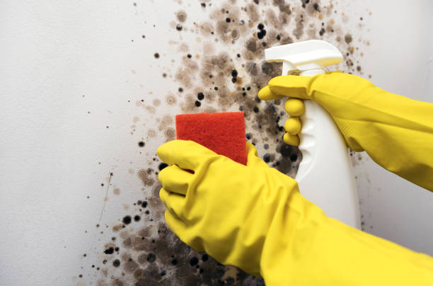 Best Residential Mold Remediation in Windsor, IL