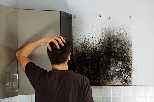 Best White Mold Remediation in Windsor, IL